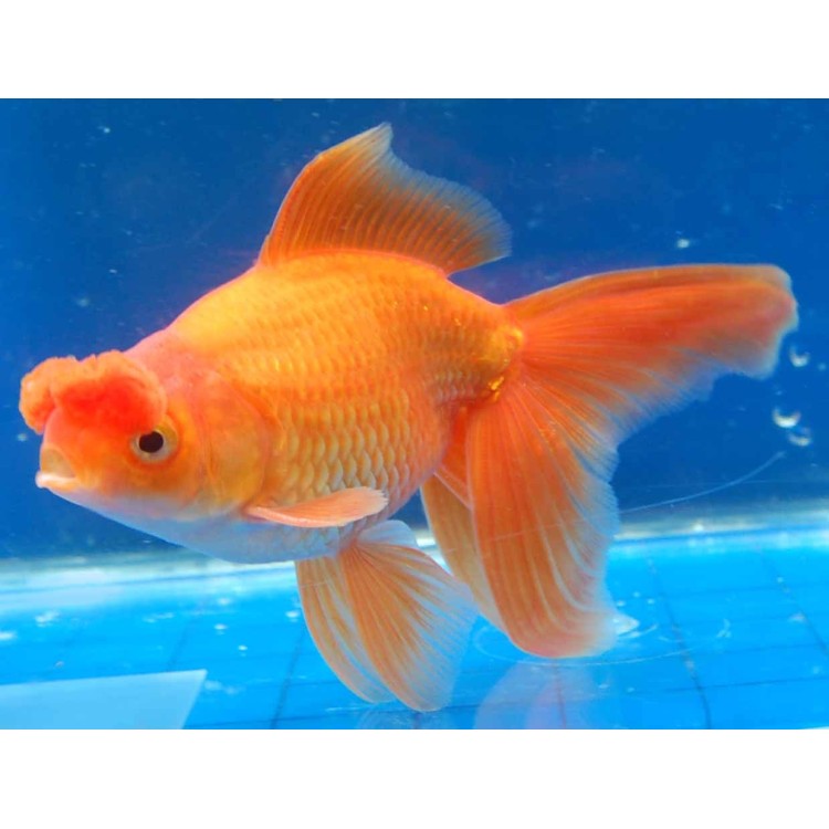Carassius auratus l.f. pom pom mix - imagine 4